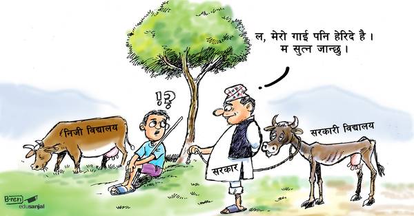 school cows